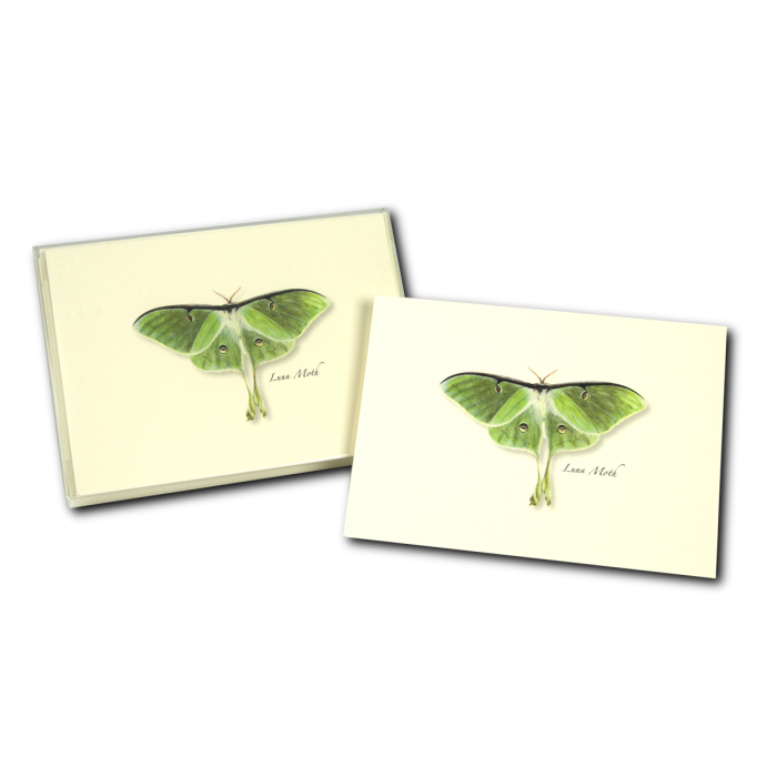 Luna Moth Recycled Paper Notecard Set