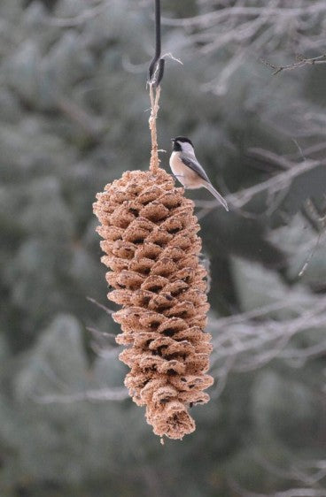 Mr. Bird Giant Pine Cone