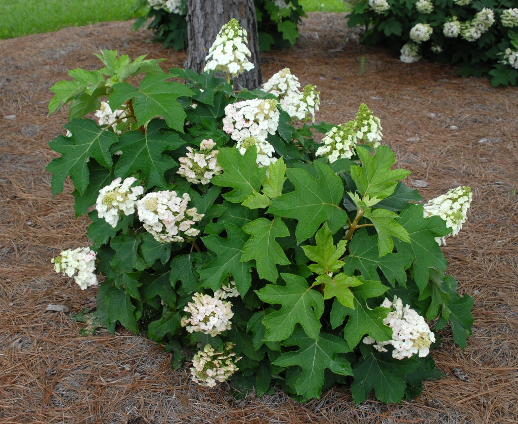 All About Hydrangeas - Saturday, July 11 at 11am