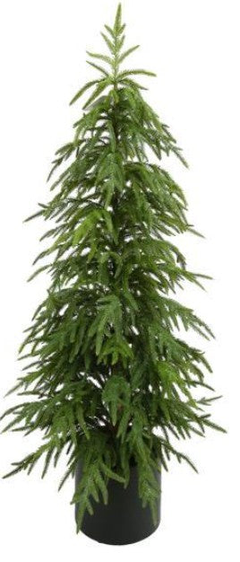 Norfolk Pine Tree, 47" H