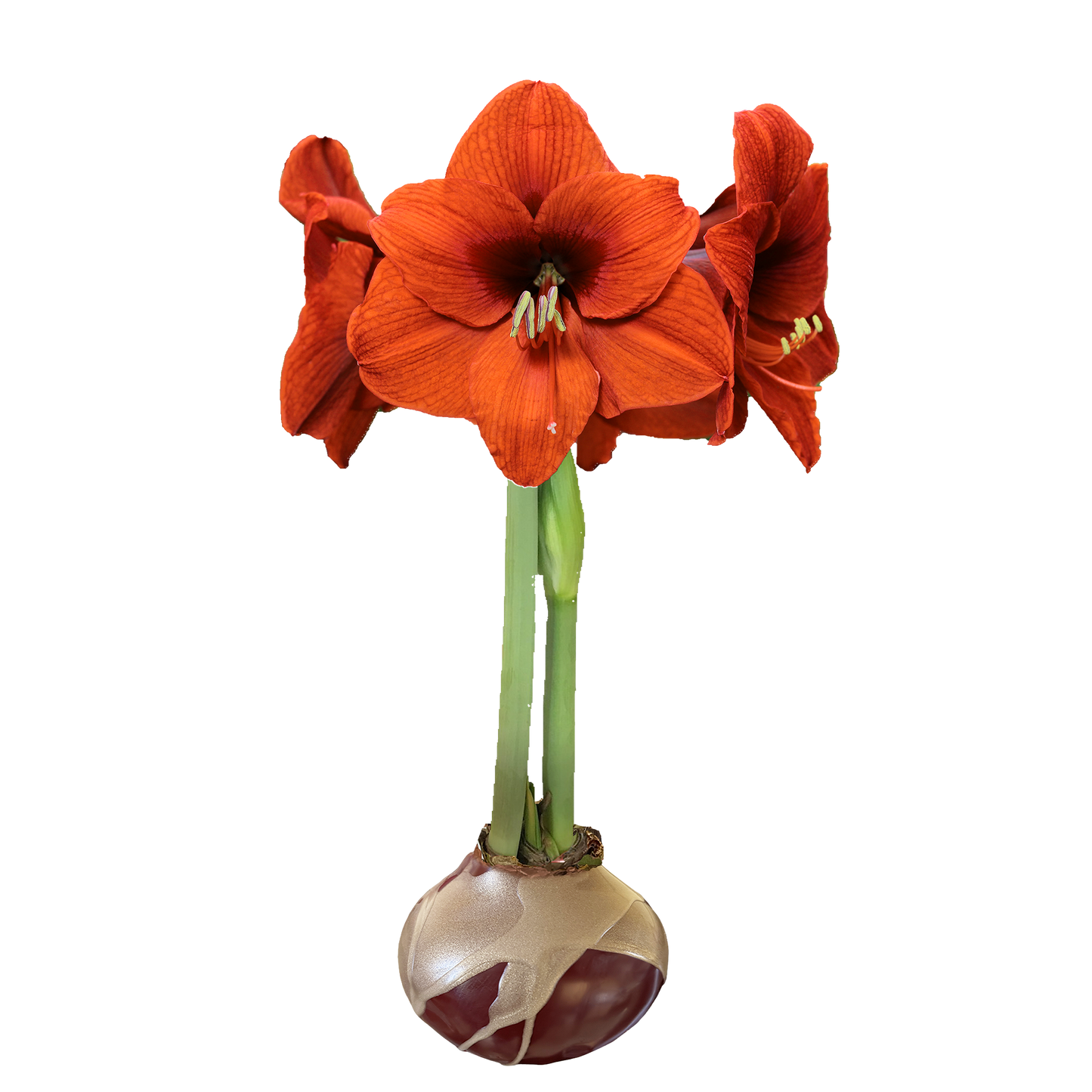 Burgundy Waxed Amaryllis Orange Flower