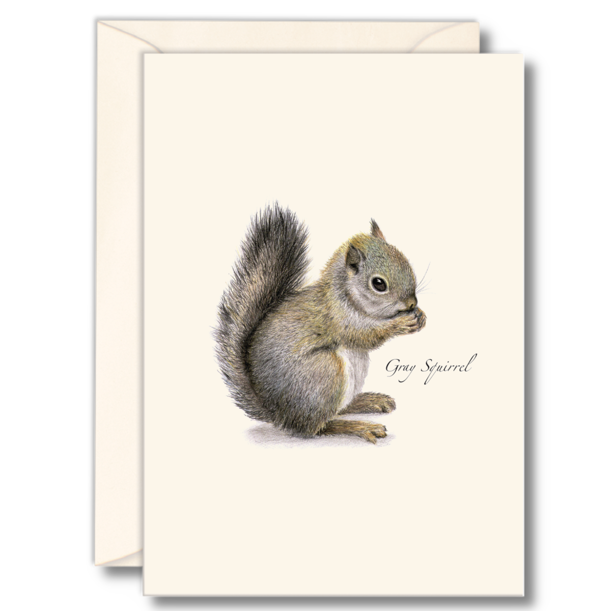 Boxed set of 8 Gray Squirrel folded blank 3.5x5 notecards, printed on recycled paper with matching envelopes in clear recyclable packaging.