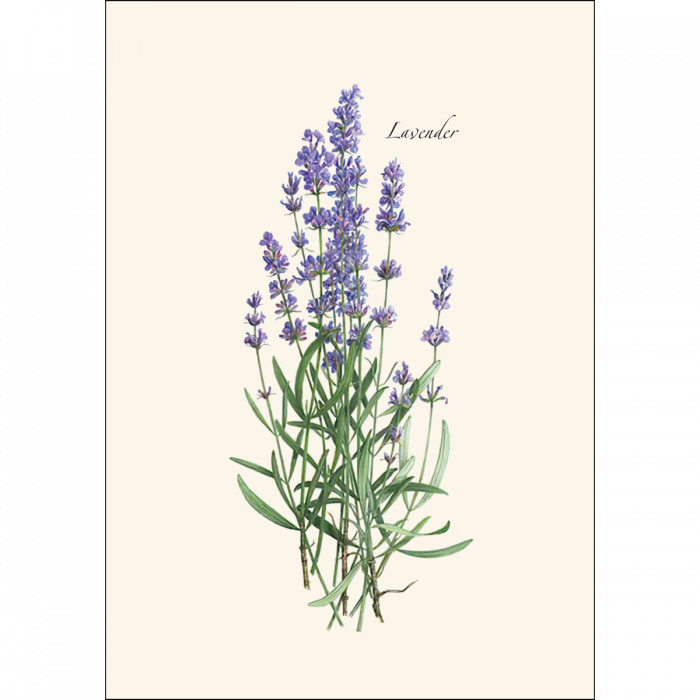 Lavender Notecards 8ct.
