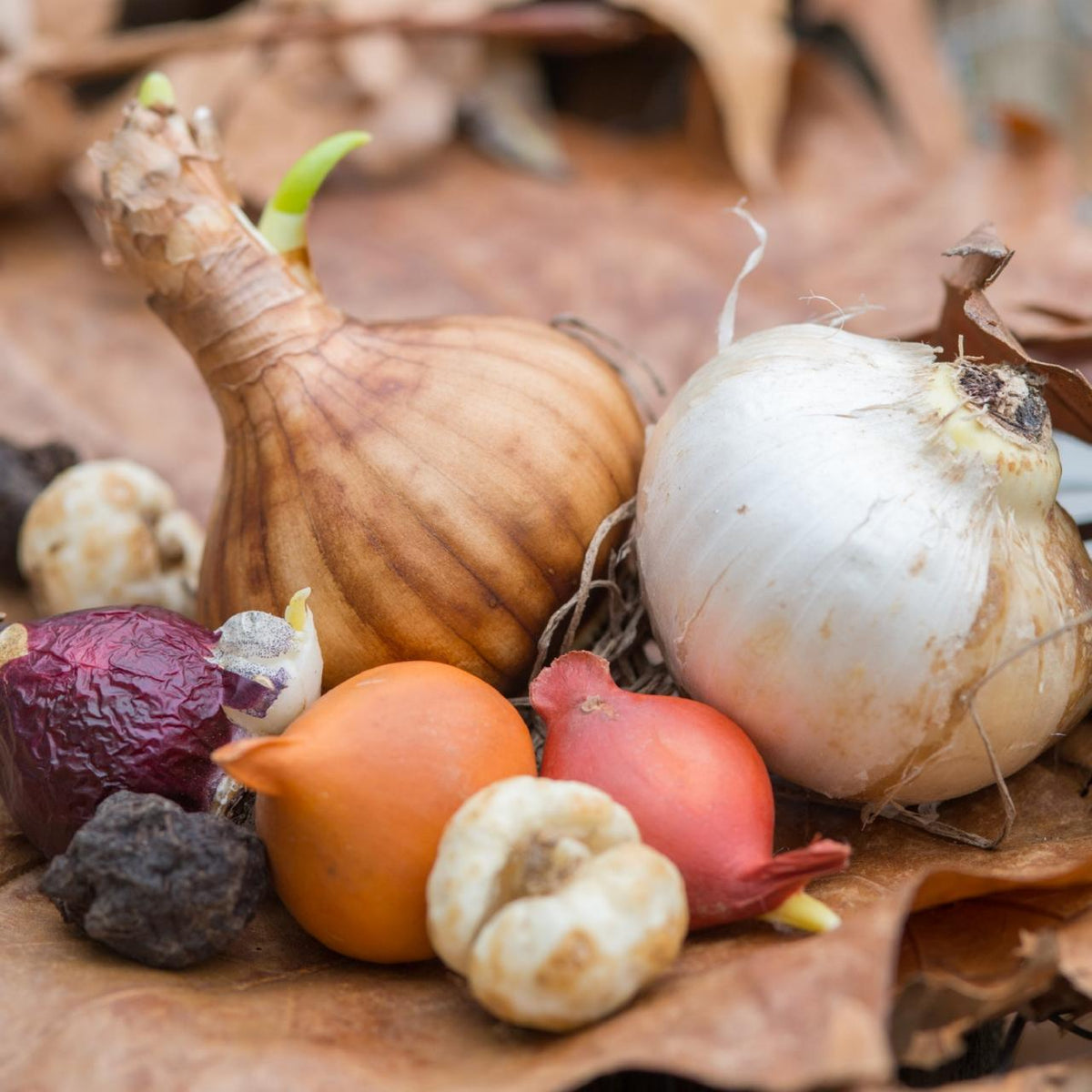 Fall Bulb Planting for Spring - Saturday, October 17 at 11am