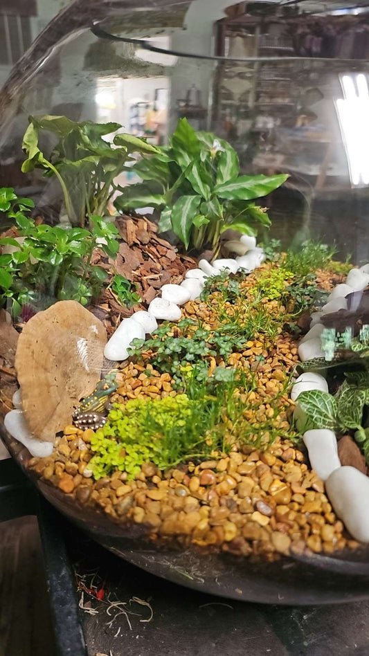 Terrarium Workshop - Saturday, May 2 at 11am