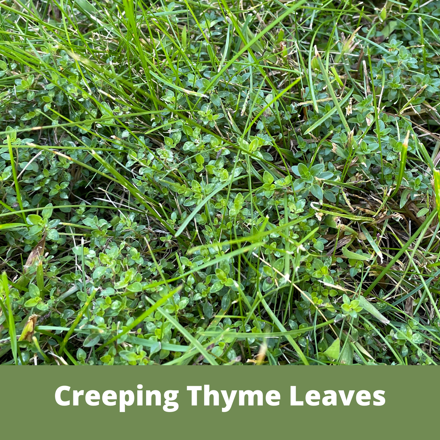 Creeping Thyme Seed Compostable Hanging Pouch
