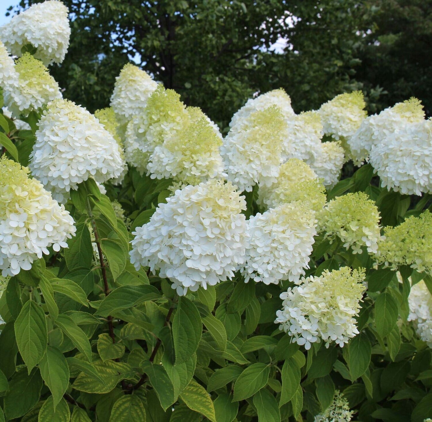 All About Hydrangeas - Saturday, July 11 at 11am