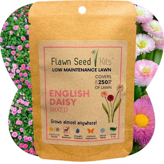 English Daisy 'Mixed' Seed Pouches
