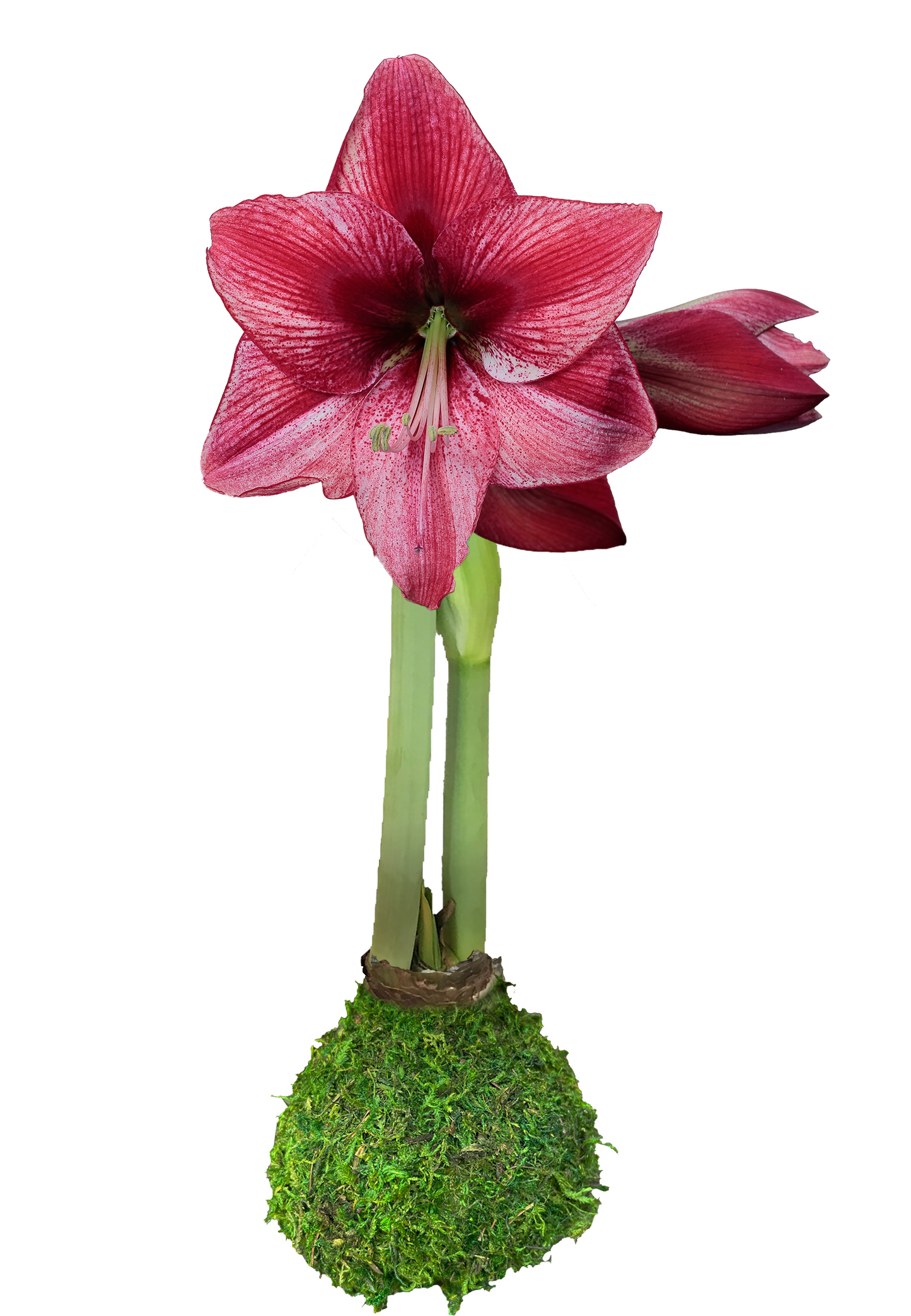 Moss Covered Amaryllis Bulb