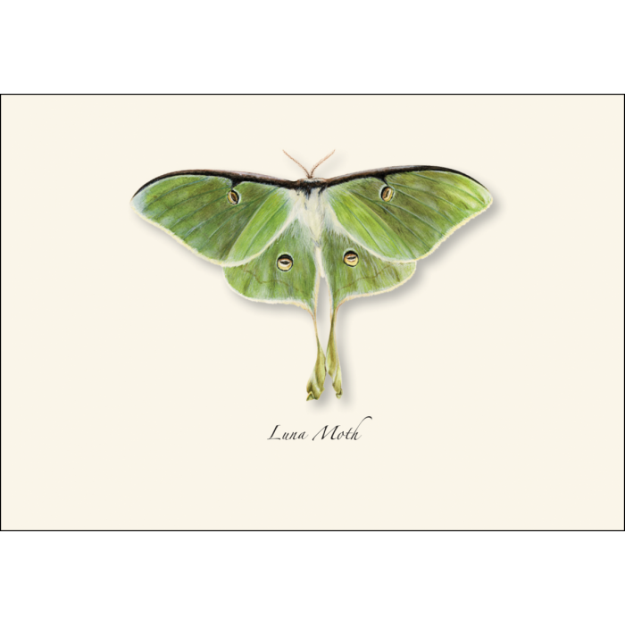 Luna Moth Recycled Paper Notecard Set