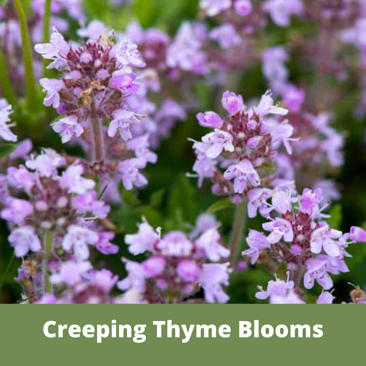 Creeping Thyme Seed Compostable Hanging Pouch