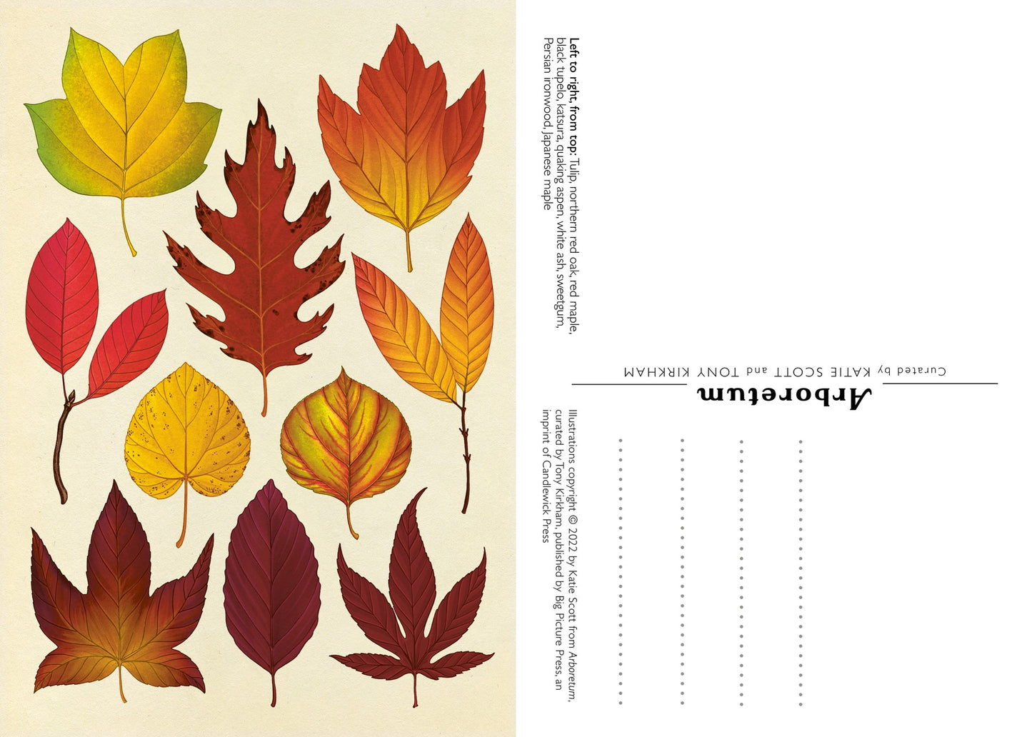 Arboretum Postcard Box Set