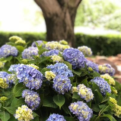 All About Hydrangeas - Saturday, July 11 at 11am