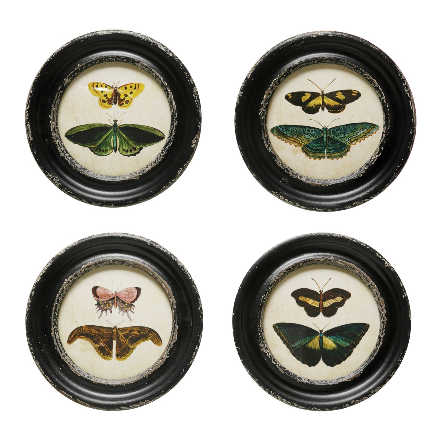 Framed Wall Decor with Moths/Butterflies Image, Asst.
