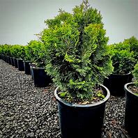 Dwarf Hinoki Cypress 1 Gallon