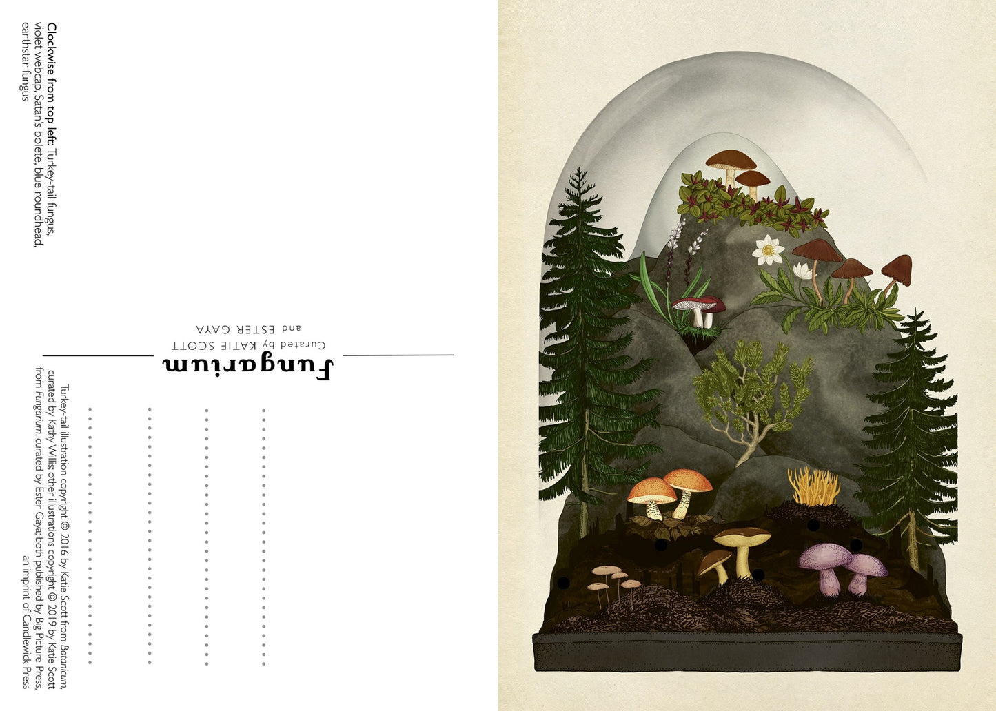 Fungarium Postcard Set