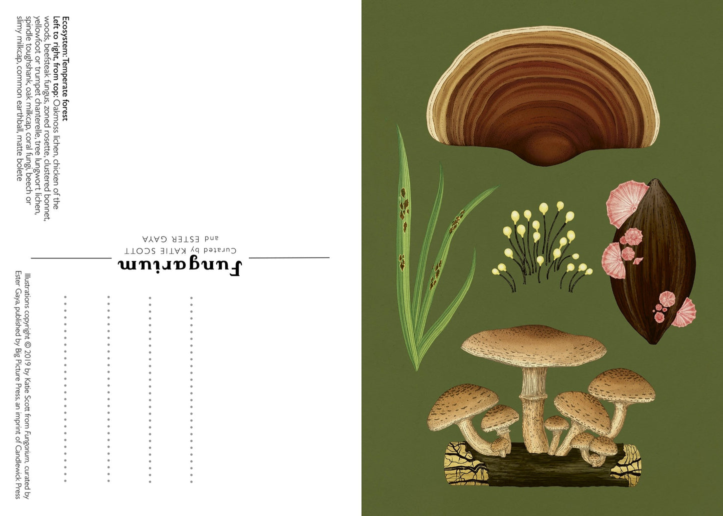 Fungarium Postcard Set