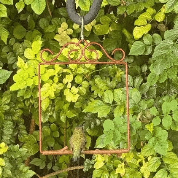 Hummingbird Swing, Redwood