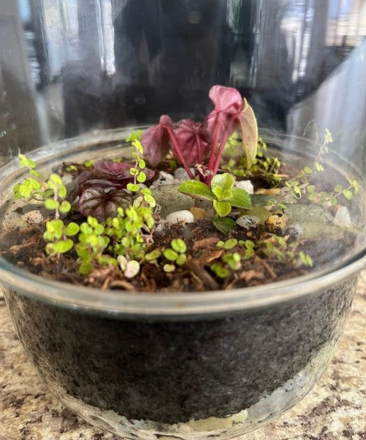Terrarium Workshop - Thursday, July 30 at 5:30pm
