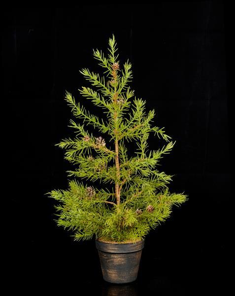 Alpine / Pinecone Potted Tree, 24" H