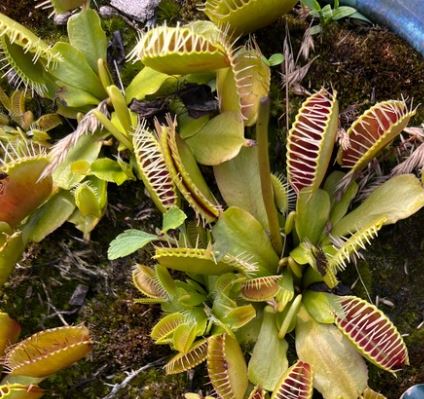 Carnivorous Terrariums - October 11 @ 11am