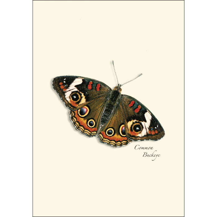 Four assorted butterfly notecard designs featuring detailed nature illustrations by Rick Cech for handwritten notes and everyday correspondence.