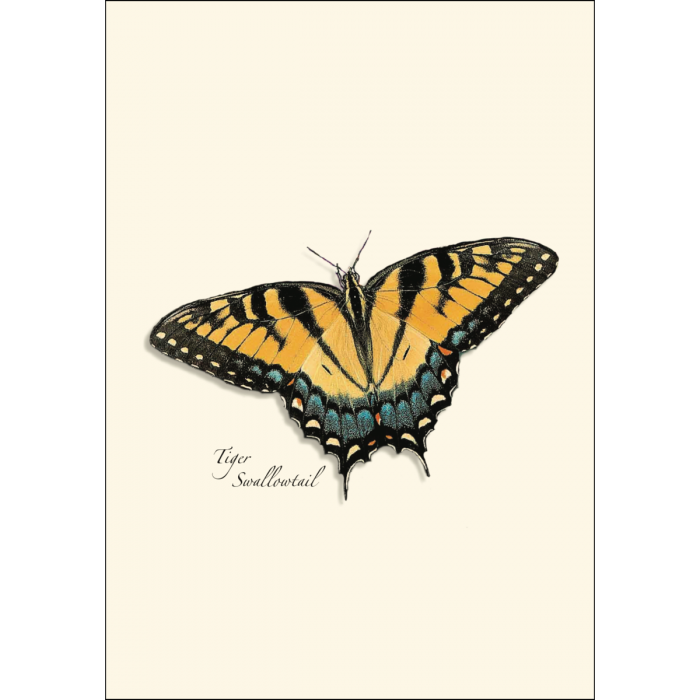 Boxed butterfly stationery set with eight 3.5 by 5-inch notecards, two each of four butterfly designs, and matching envelopes.