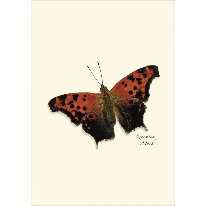 Boxed butterfly stationery set with eight 3.5 by 5-inch notecards, two each of four butterfly designs, and matching envelopes.