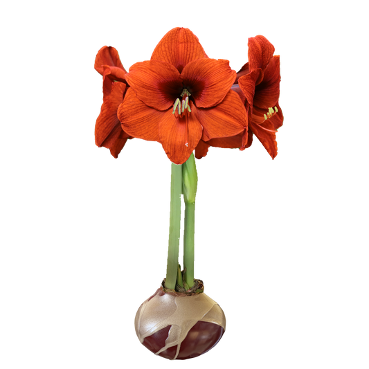 Burgundy Waxed Amaryllis Orange Flower