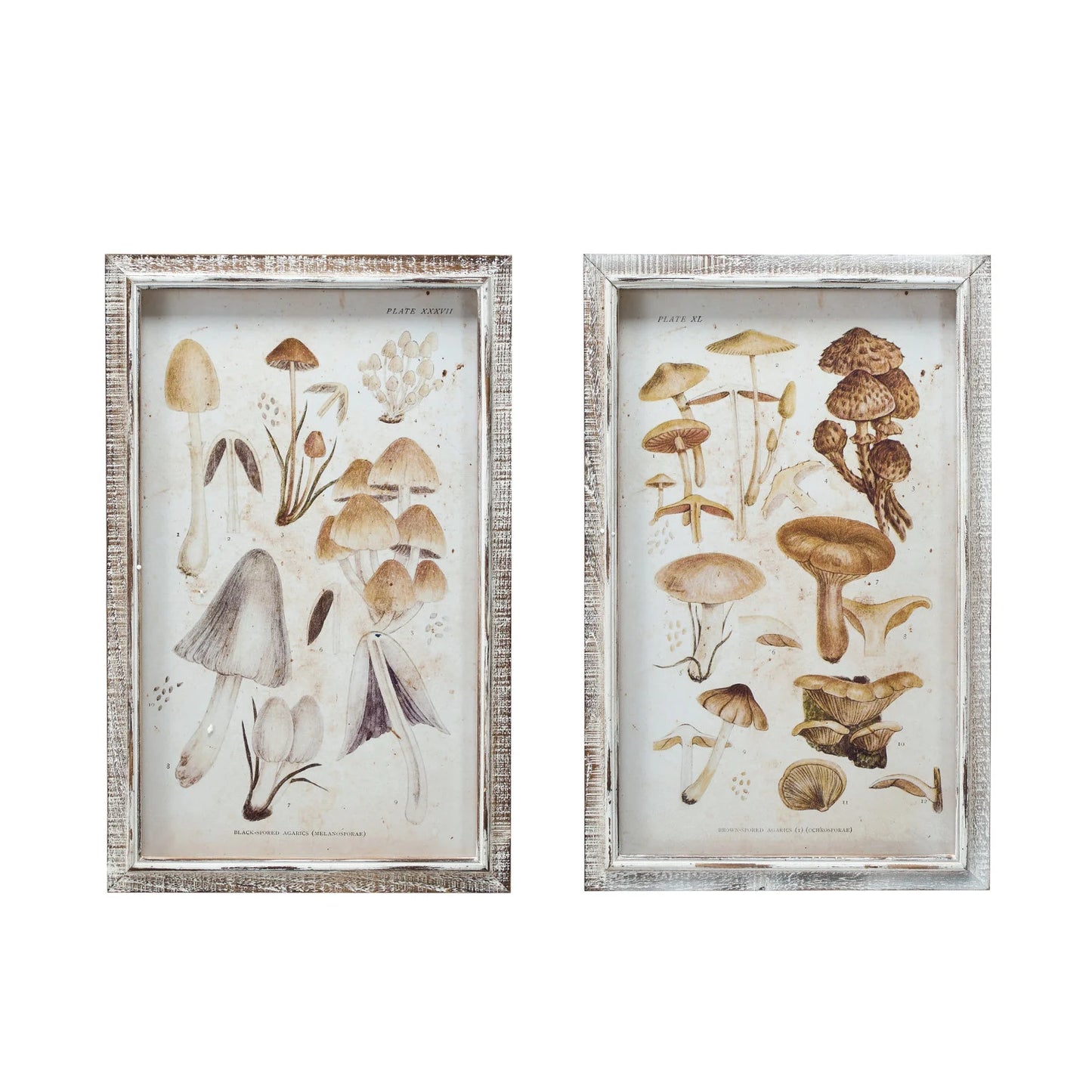 Wood Framed Glass Wall Décor w/ Mushrooms Print, Asst
