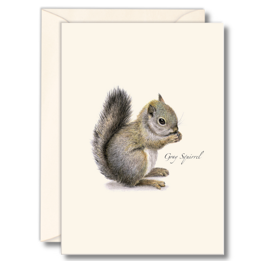 Boxed set of 8 Gray Squirrel folded blank 3.5x5 notecards, printed on recycled paper with matching envelopes in clear recyclable packaging.