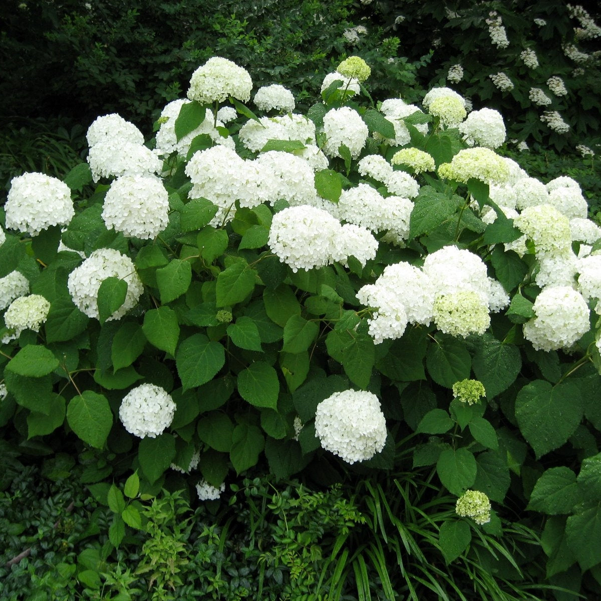 All About Hydrangeas - Saturday, July 11 at 11am