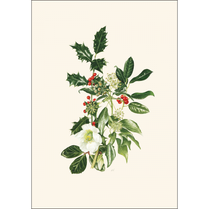 Assorted Hellebore and Holly botanical notecards featuring detailed winter flower, foliage, and berry illustrations by Roger Reynolds.
