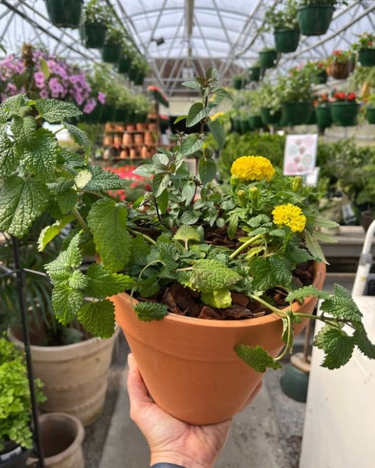 DIY Herb Planters - Saturday, May 23 at 11am