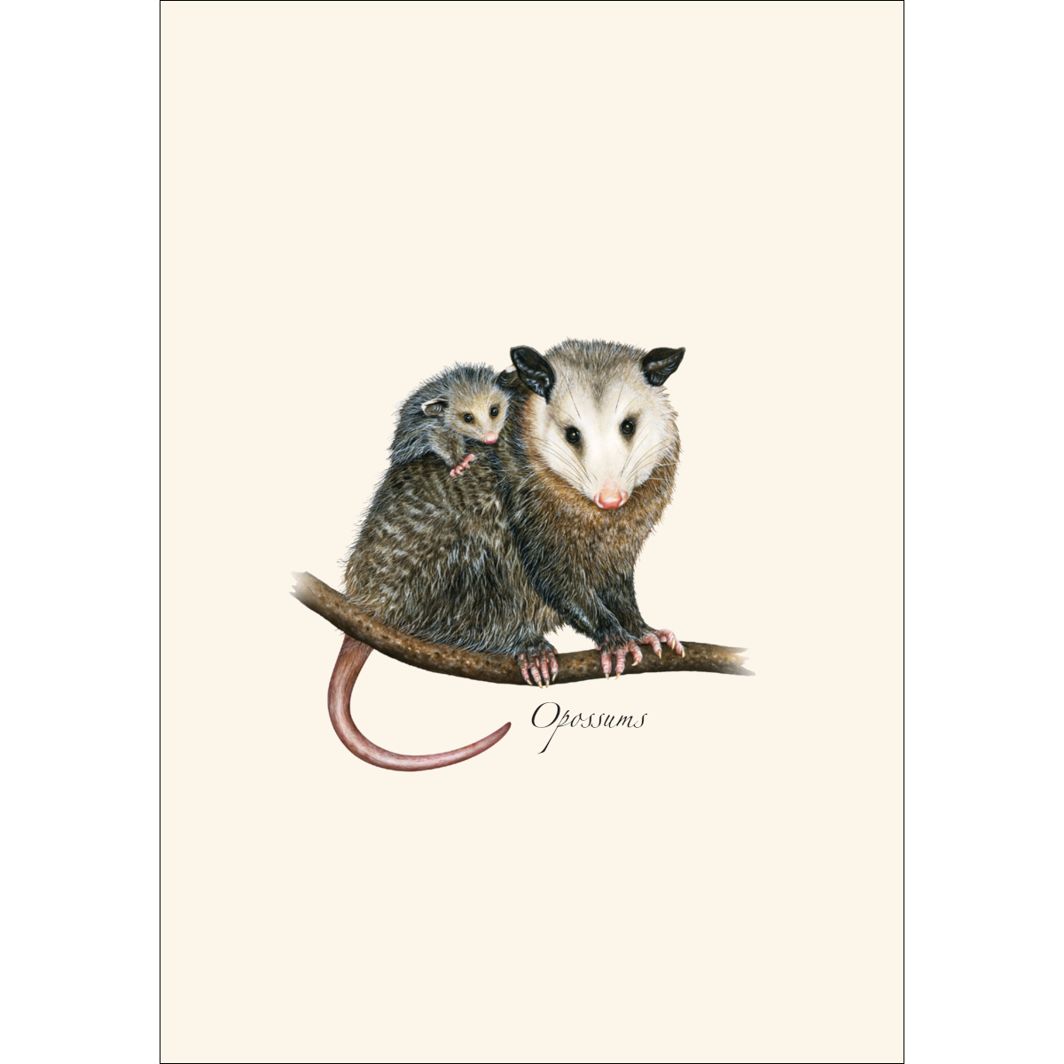Opossum greeting notecards featuring wildlife artwork for thank-you notes, thinking-of-you messages, and everyday letter writing