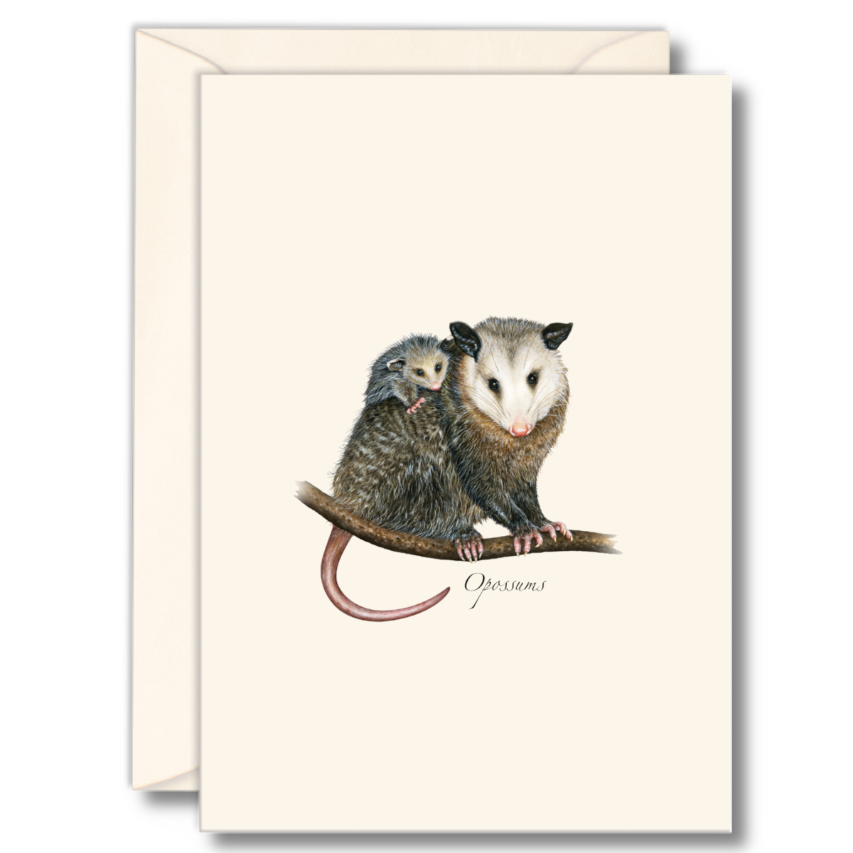 Boxed set of eight assorted opossum notecards with matching envelopes, printed on recycled paper for nature lovers and handwritten correspondence.