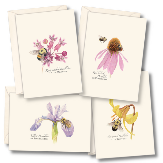 Bumblebee Notecards, Asst. , 8 Ct