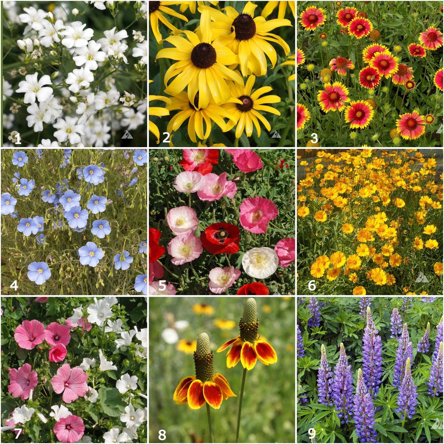 Wildflower Garden Sprinkles Seed Tin