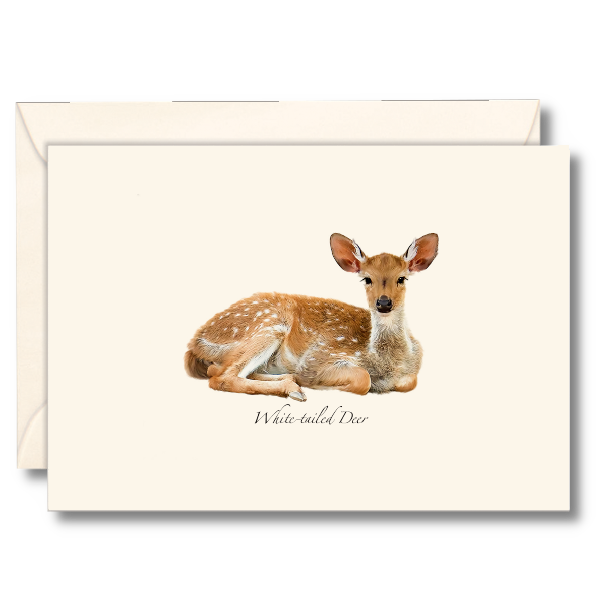 White-tailed Deer Notecards, 8ct.