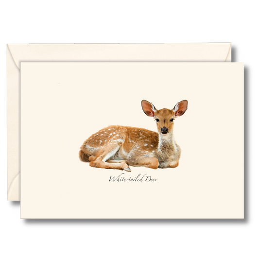 White-tailed Deer Notecards, 8ct.
