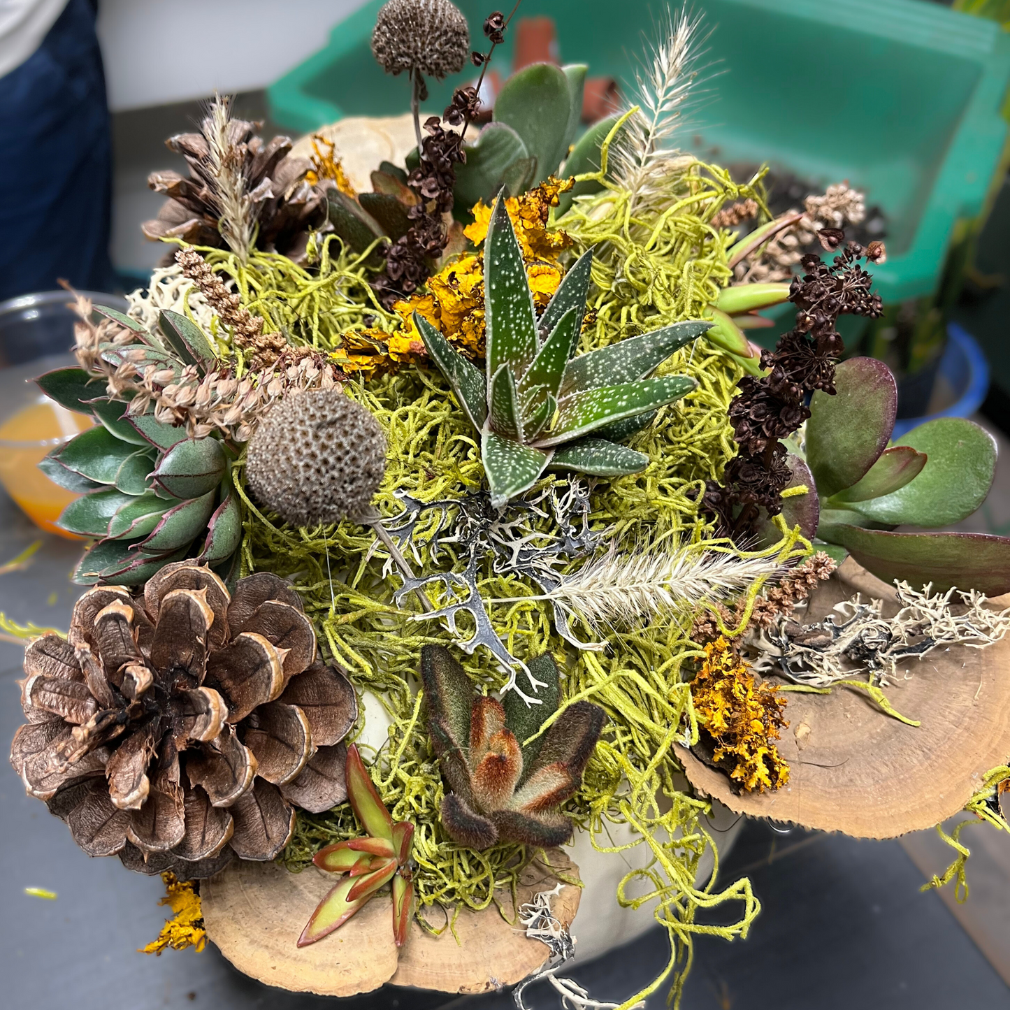 Succulent Pumpkins - Saturday, September 26 at 11am