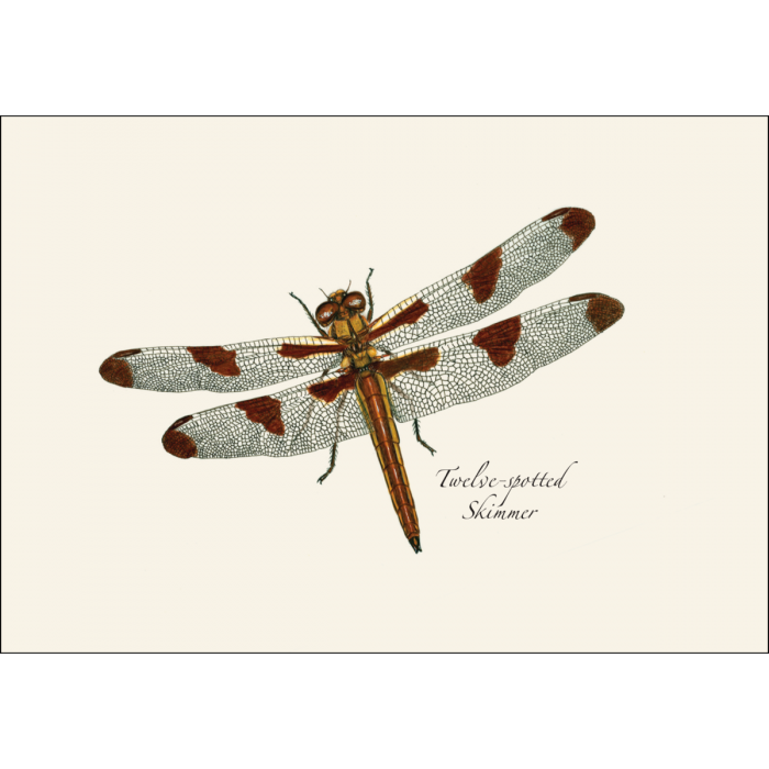 Dragonfly & Damselfly Assortment Notecards, 8ct