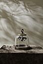 Bat Cave Cloche