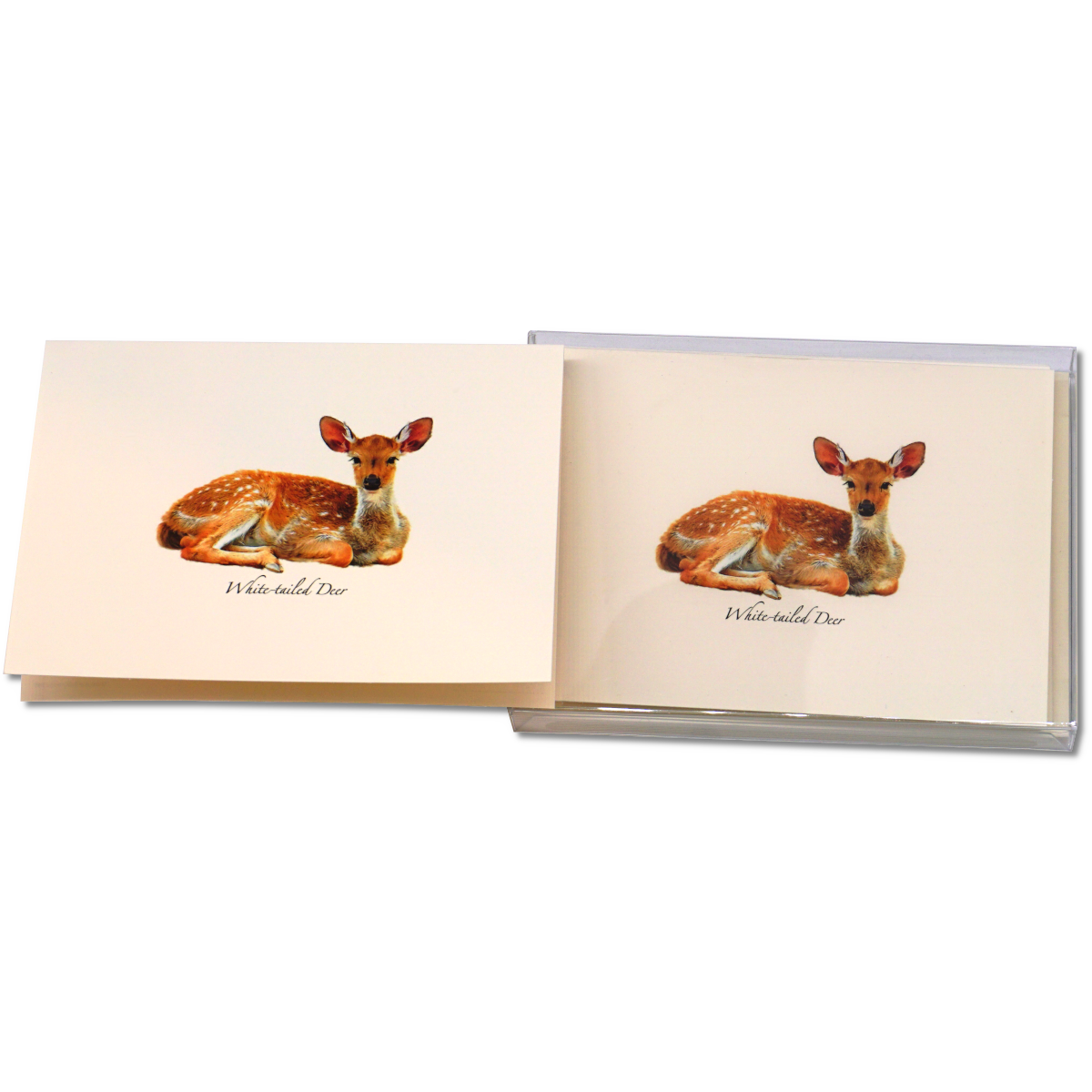 White-tailed Deer Notecards, 8ct.