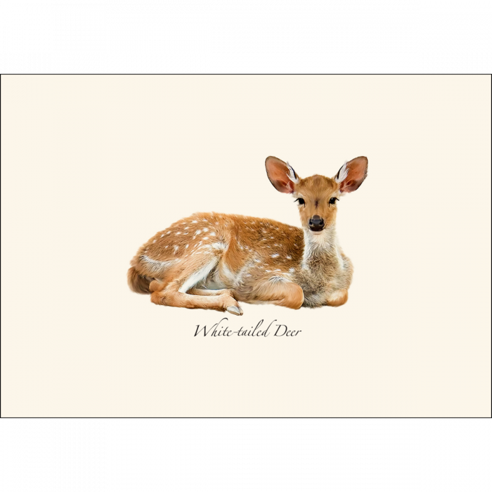 White-tailed Deer Notecards, 8ct.