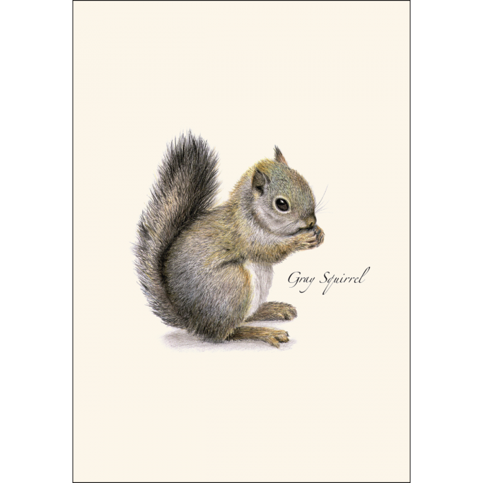 Gray Squirrel Notecards