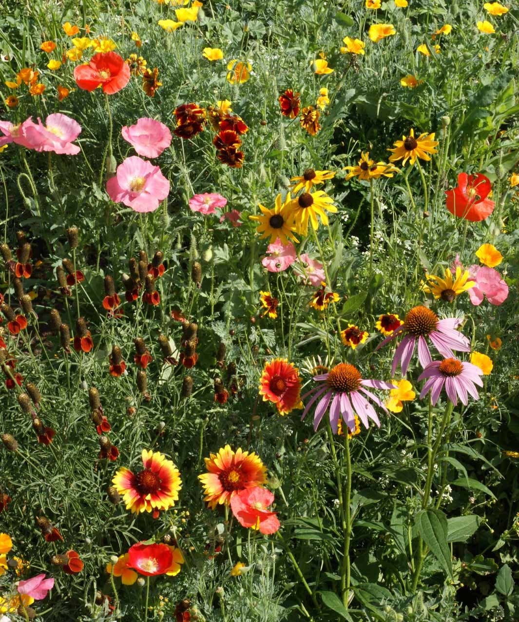 Wildflower Garden Sprinkles Seed Tin