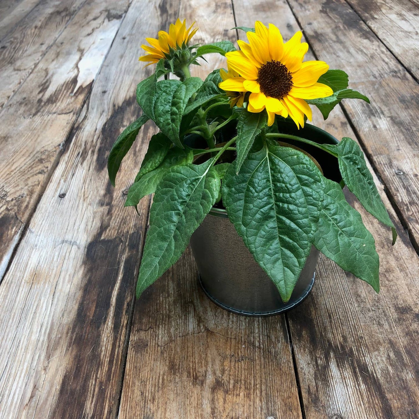 Grow Love Sunflower Garden Sprinkles Seed Tin