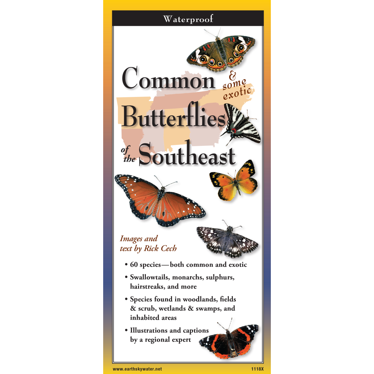 Common Butterflies of the Southeast