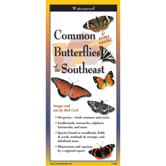 Common Butterflies of the Southeast